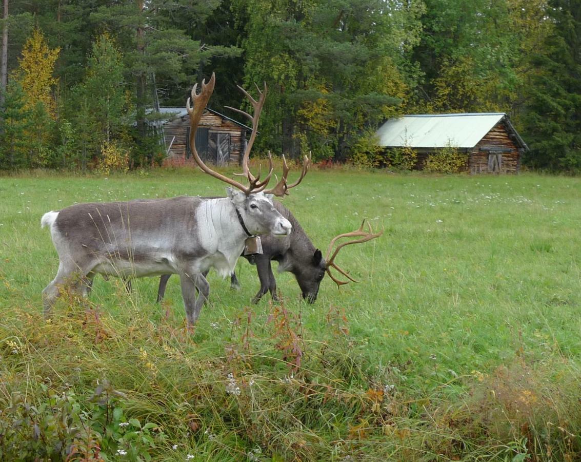 Authentic Scandinavian Log House カーリクス エクステリア 写真